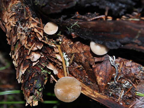 Image of sprucecone cap