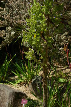 Image of Arthropodium milleflorum (Redouté) J. F. Macbr.