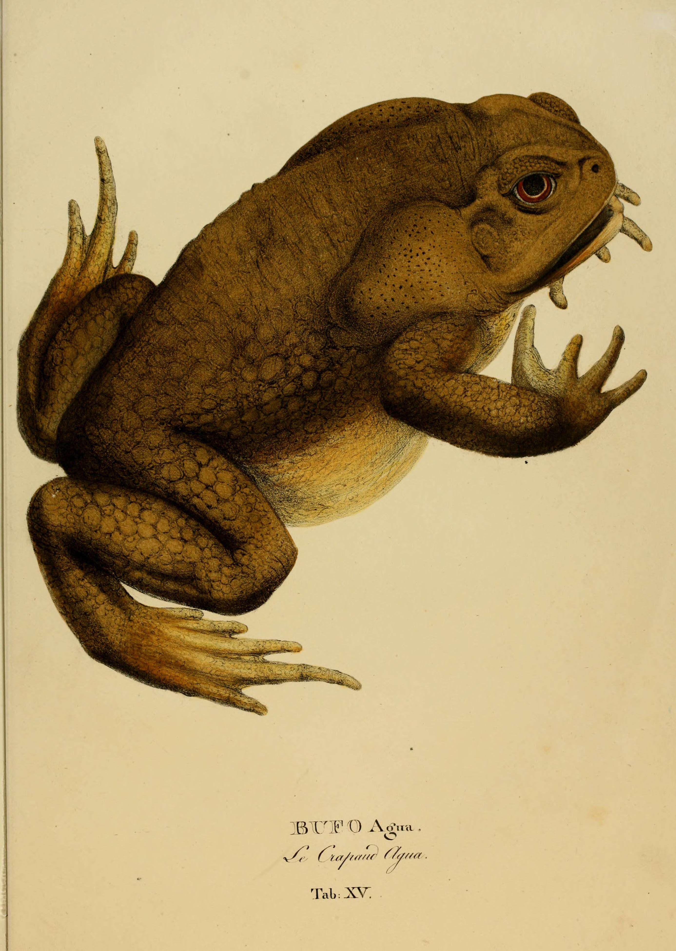 Image de Crapaud