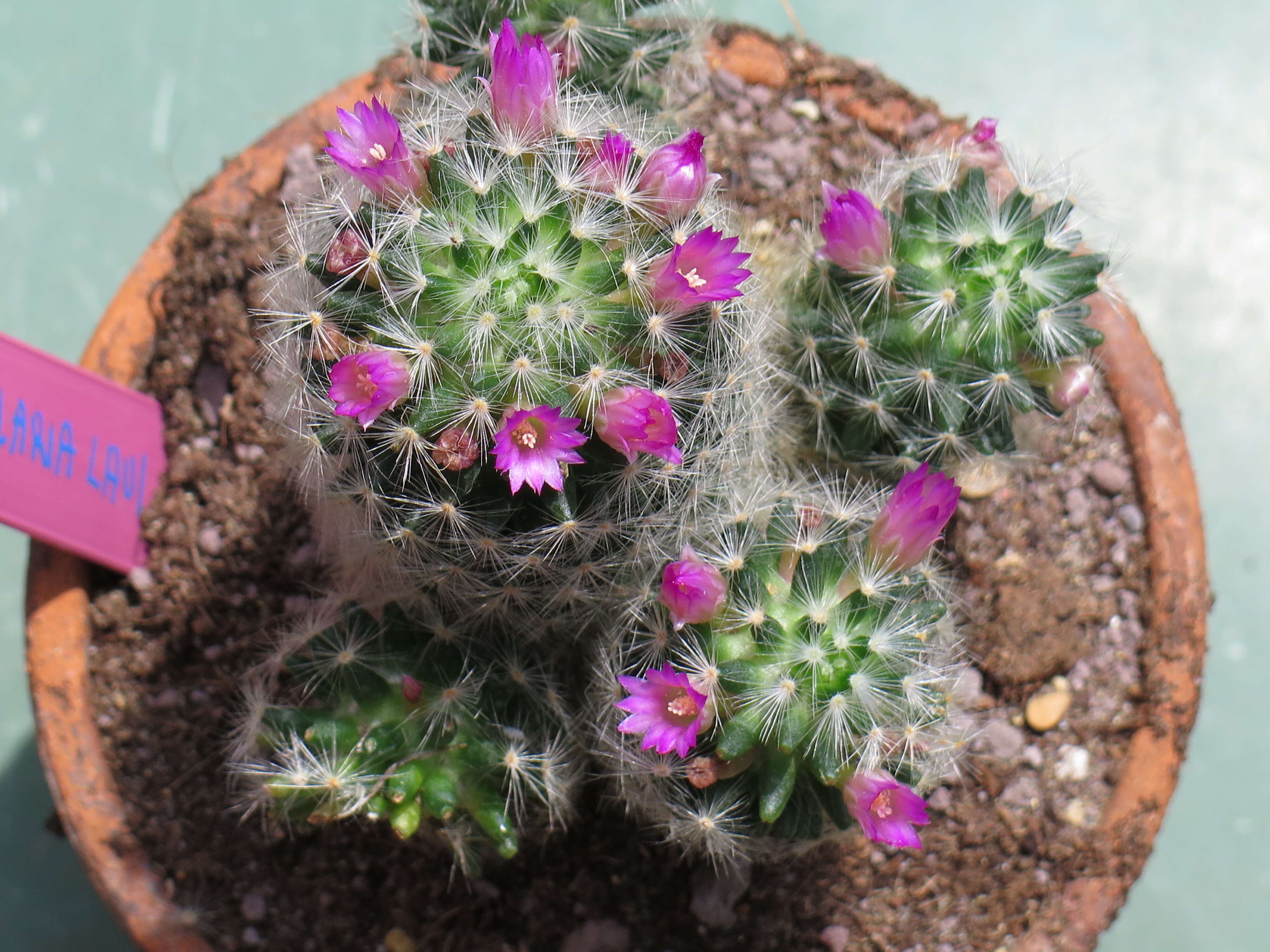 Image of Mammillaria laui D. R. Hunt