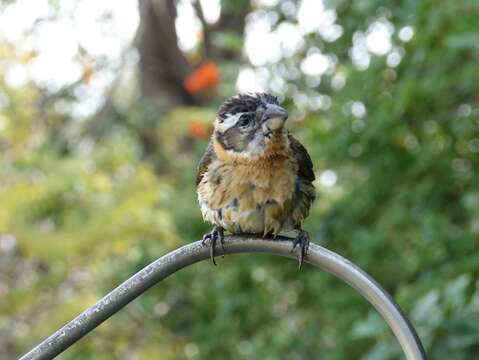 Image of Black-headed Grosbeak