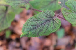 Слика од Teucrium scorodonia L.