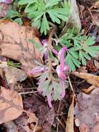 Plancia ëd Corydalis solida (L.) Clairv.