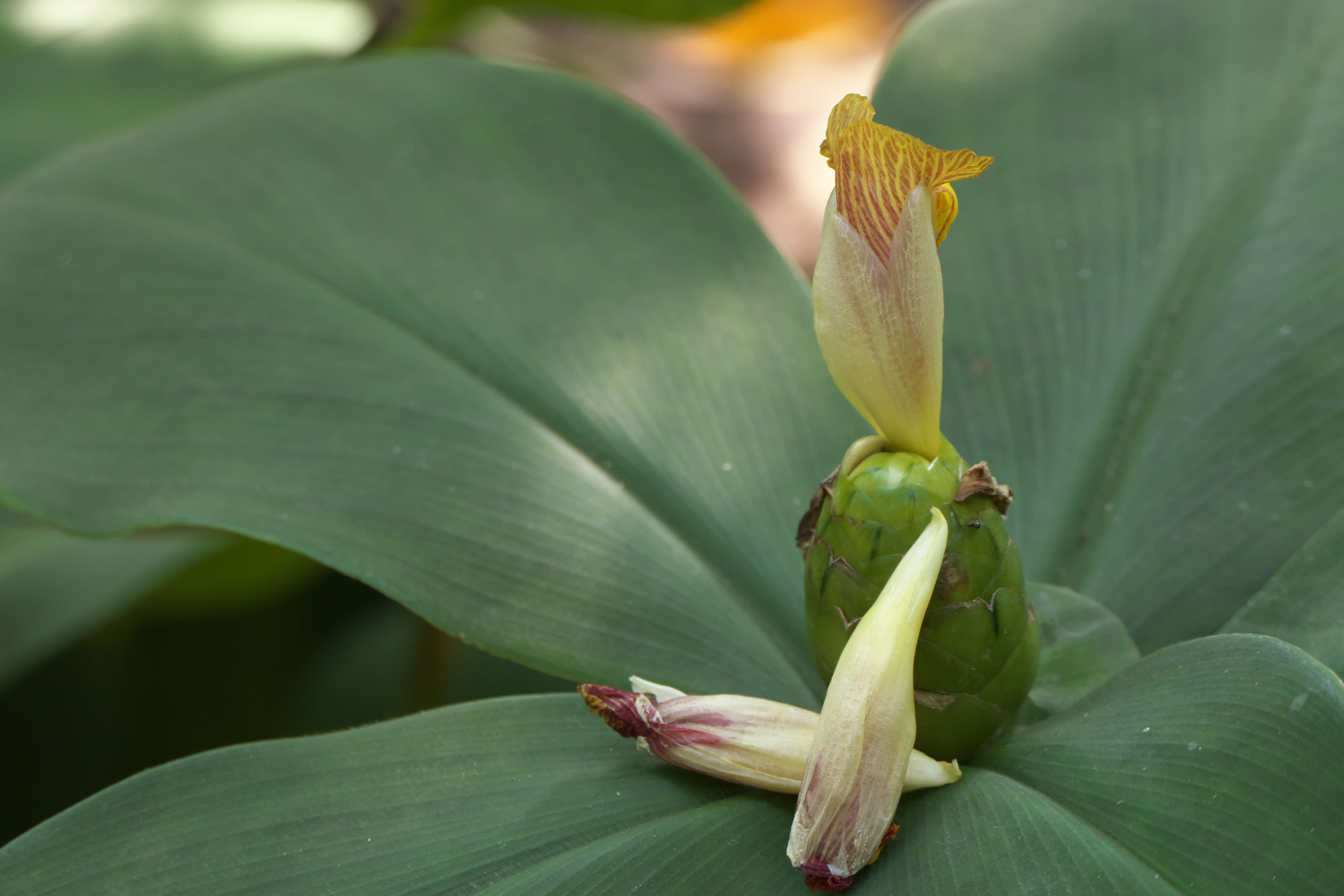 Image of stepladder ginger