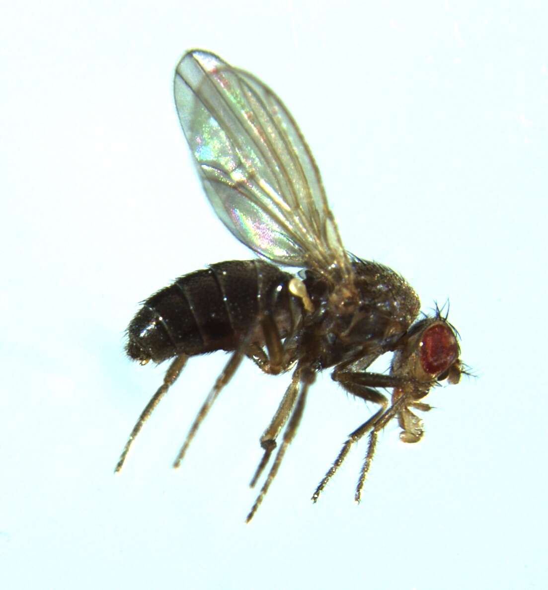 Image of Pomace fly