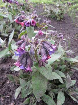 Image of Pulmonaria mollis Hornem.