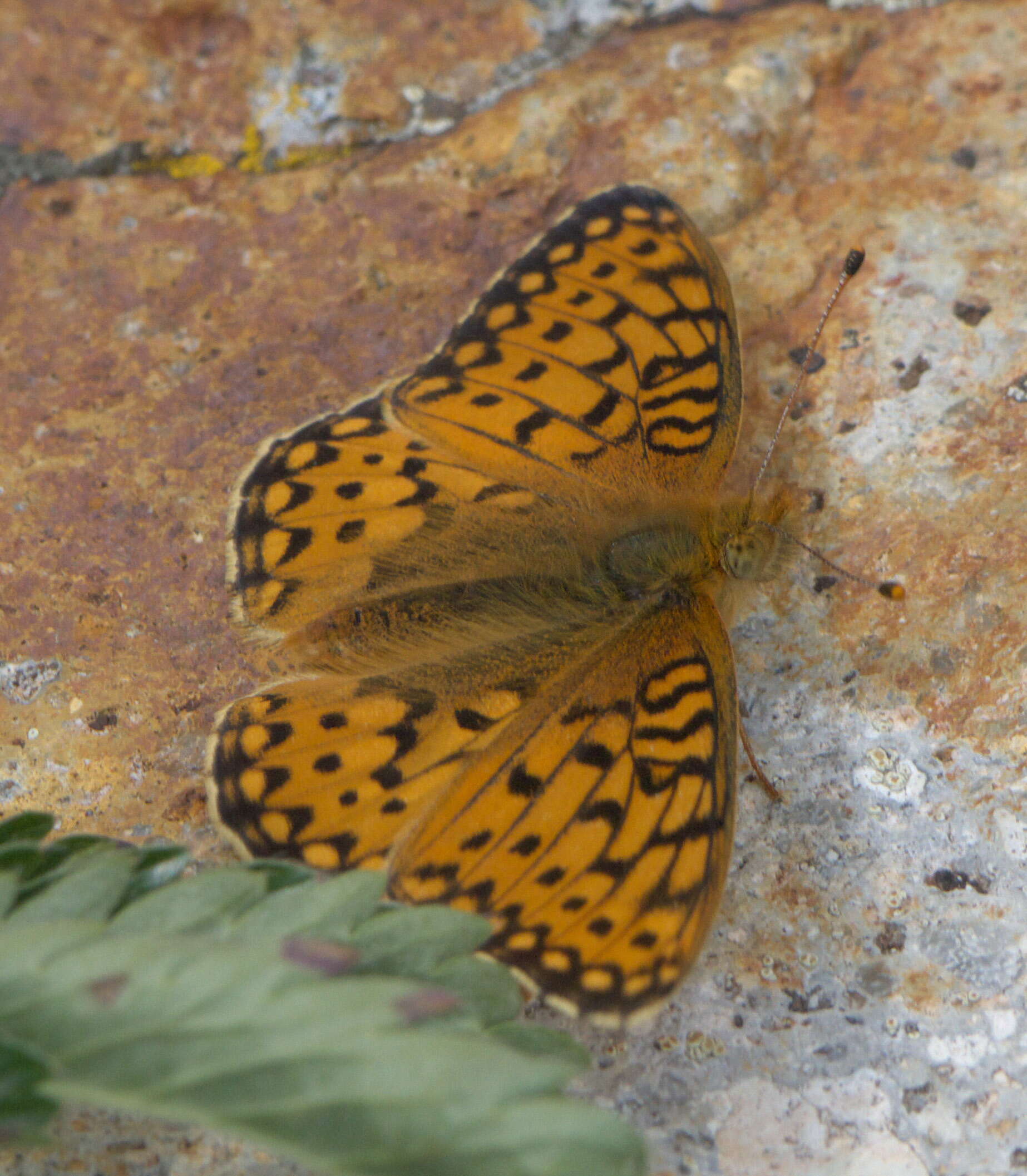 صورة Speyeria mormonia Boisduval 1869