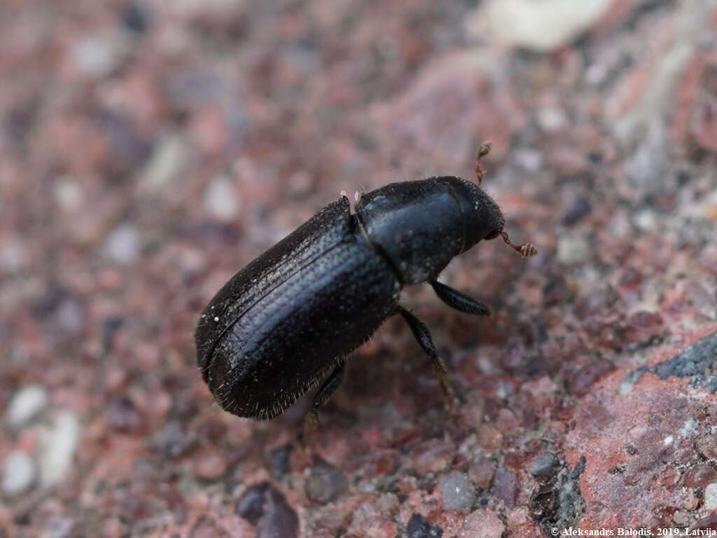 Image of European spruce beetle