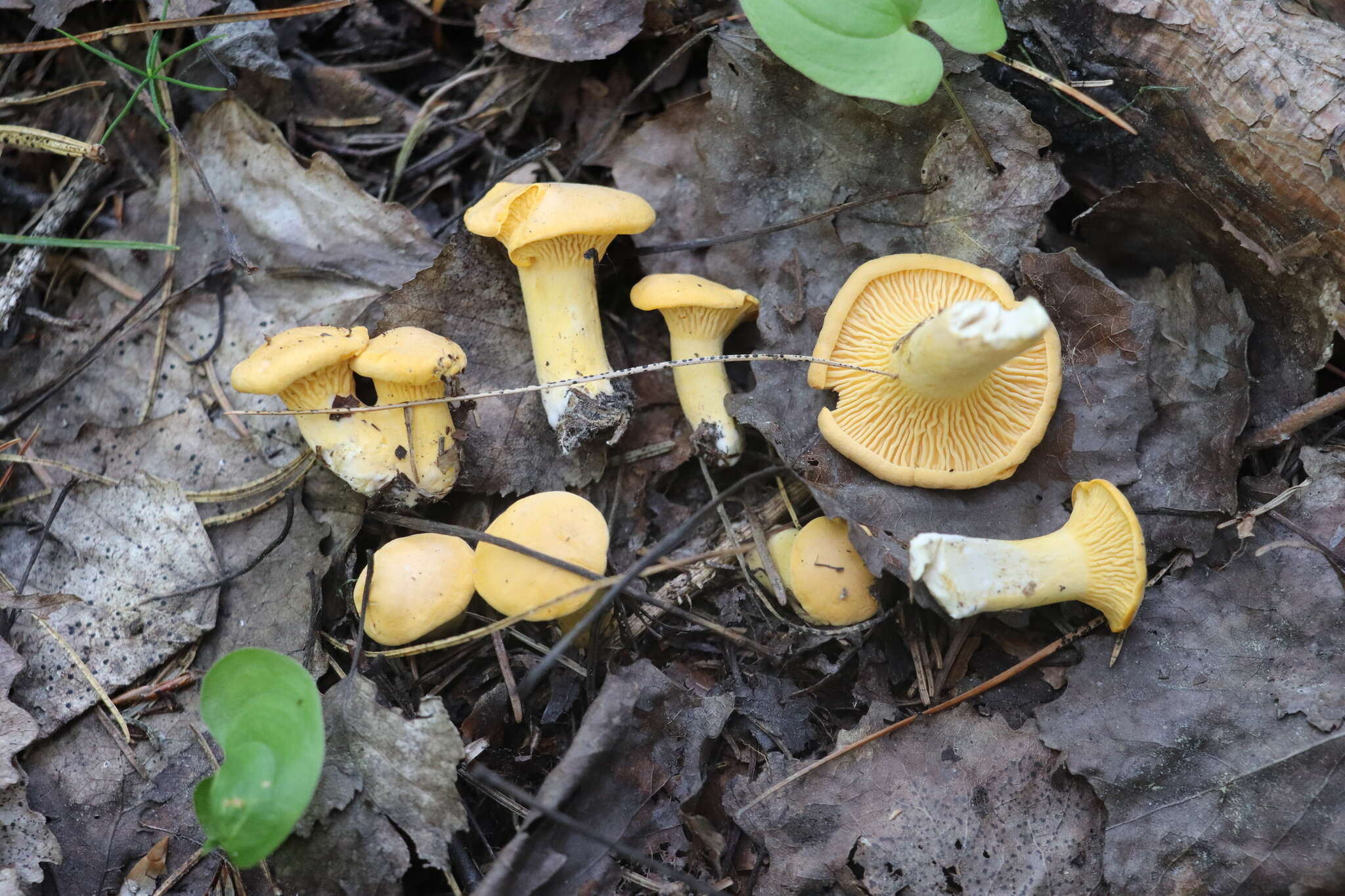 Image of Chanterelle