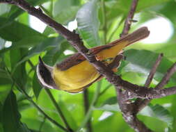 Image of Rusty-margined Flycatcher