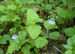 Image of Wood speedwell