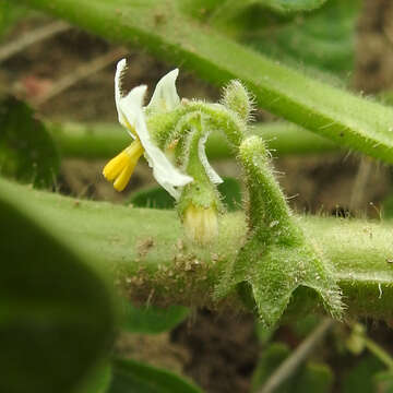 Imagem de Solanum physalifolium Rusby