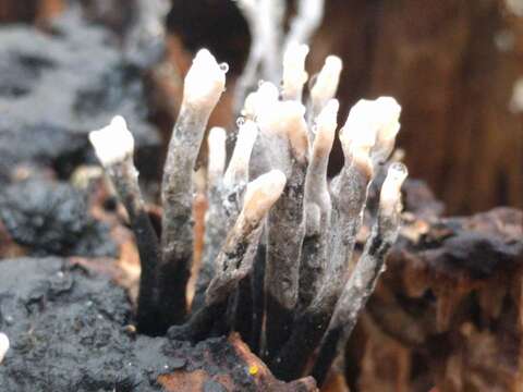 Image of Candle-snuff Fungus