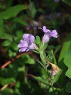 Dyschoriste oblongifolia (Michx.) Kuntze的圖片