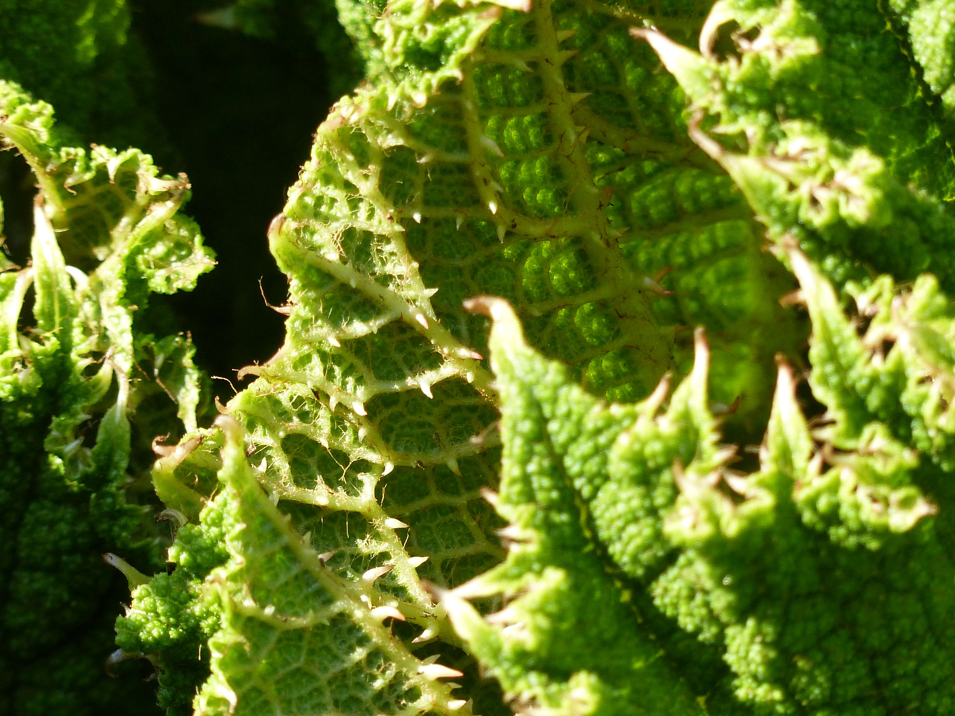 Image of giant rhubarb