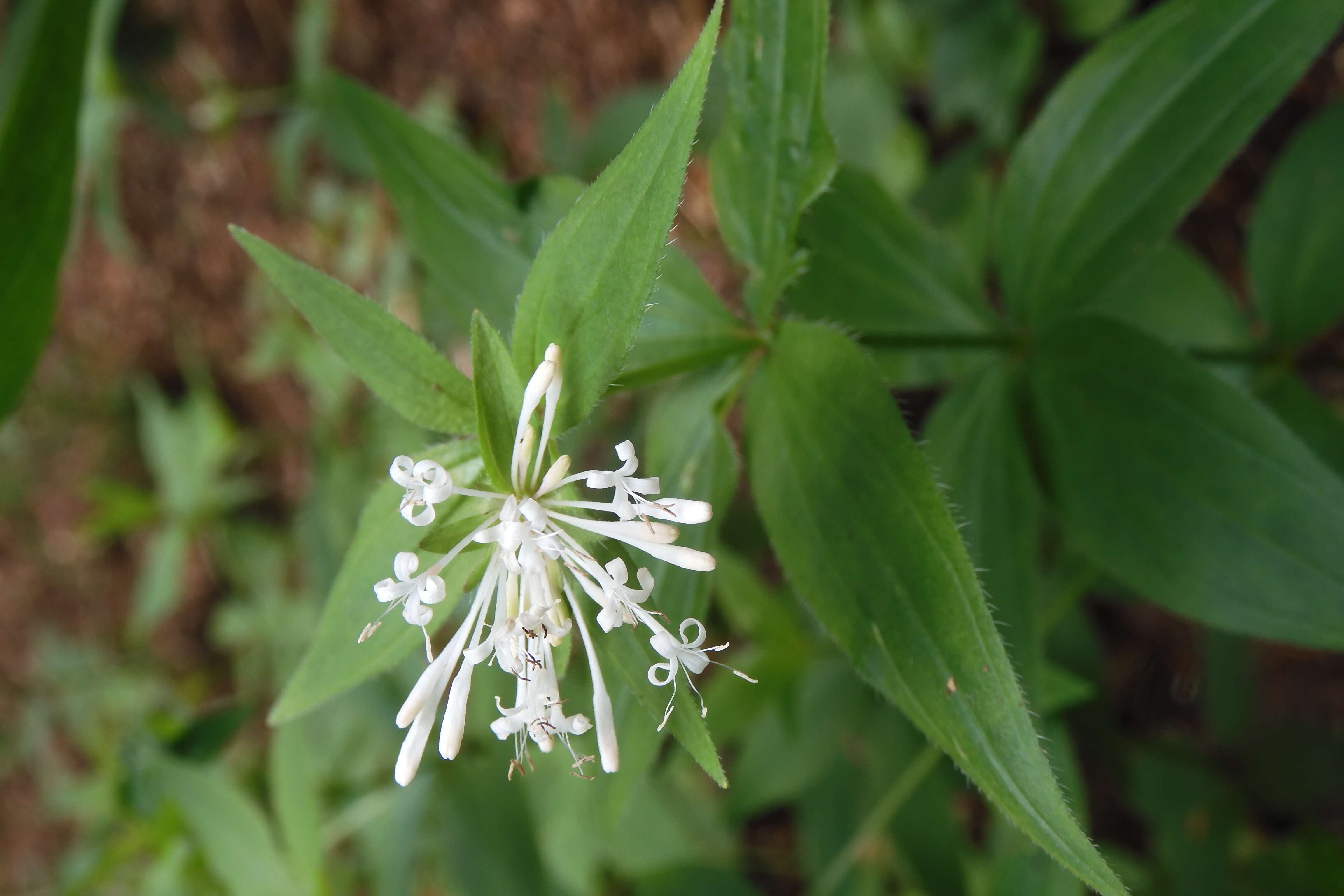 صورة Asperula taurina L.