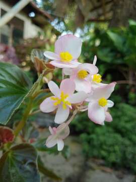 Image de Begonia grandis Dryand.