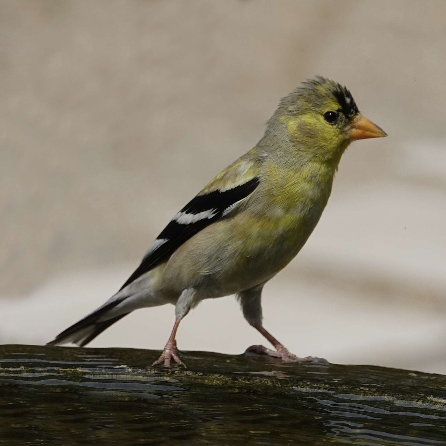 Image of American Goldfinch