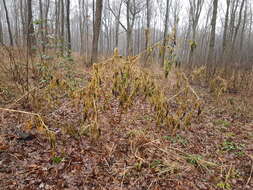 Image of American Nightshade