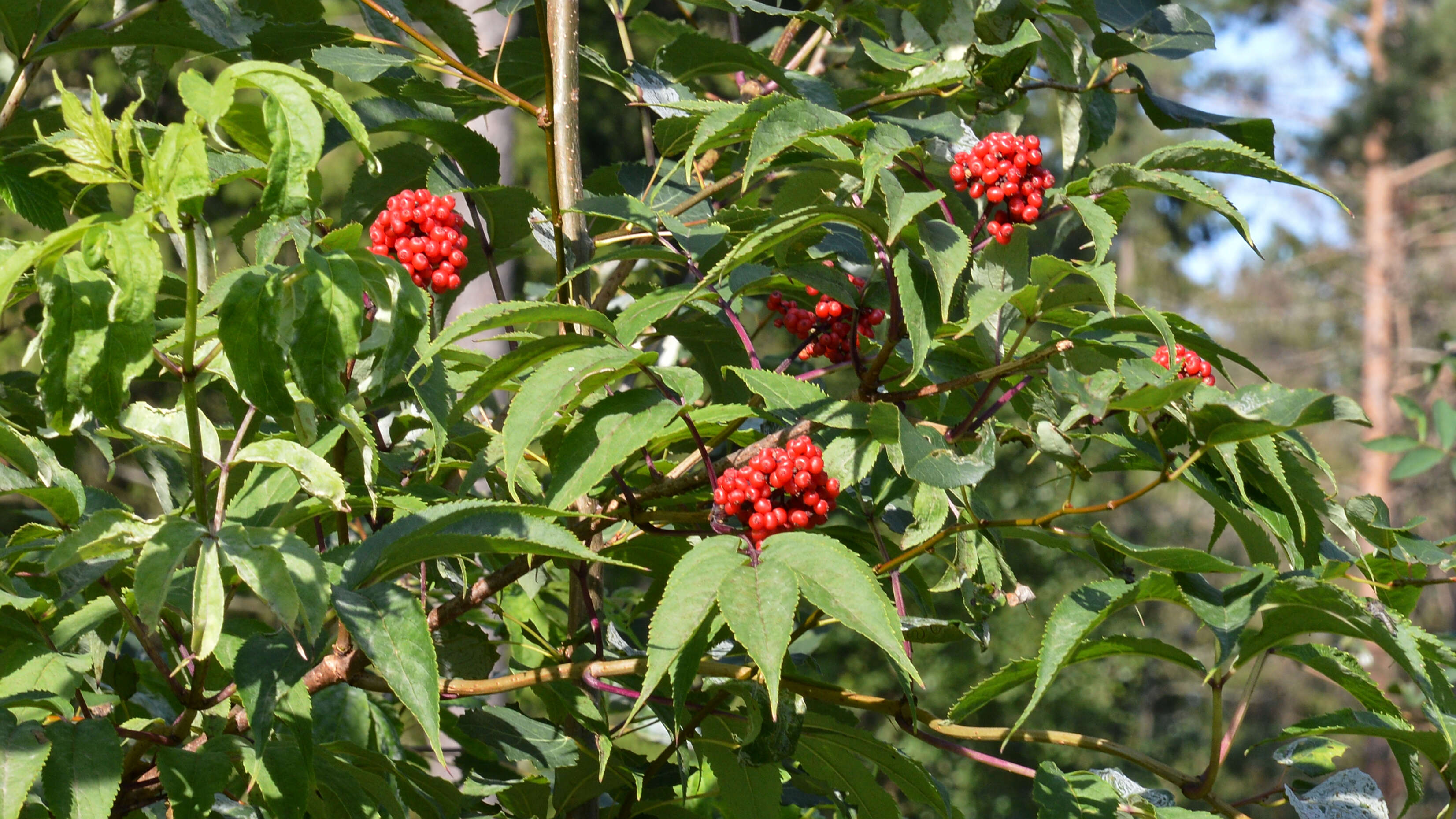 Imagem de Sambucus racemosa L.