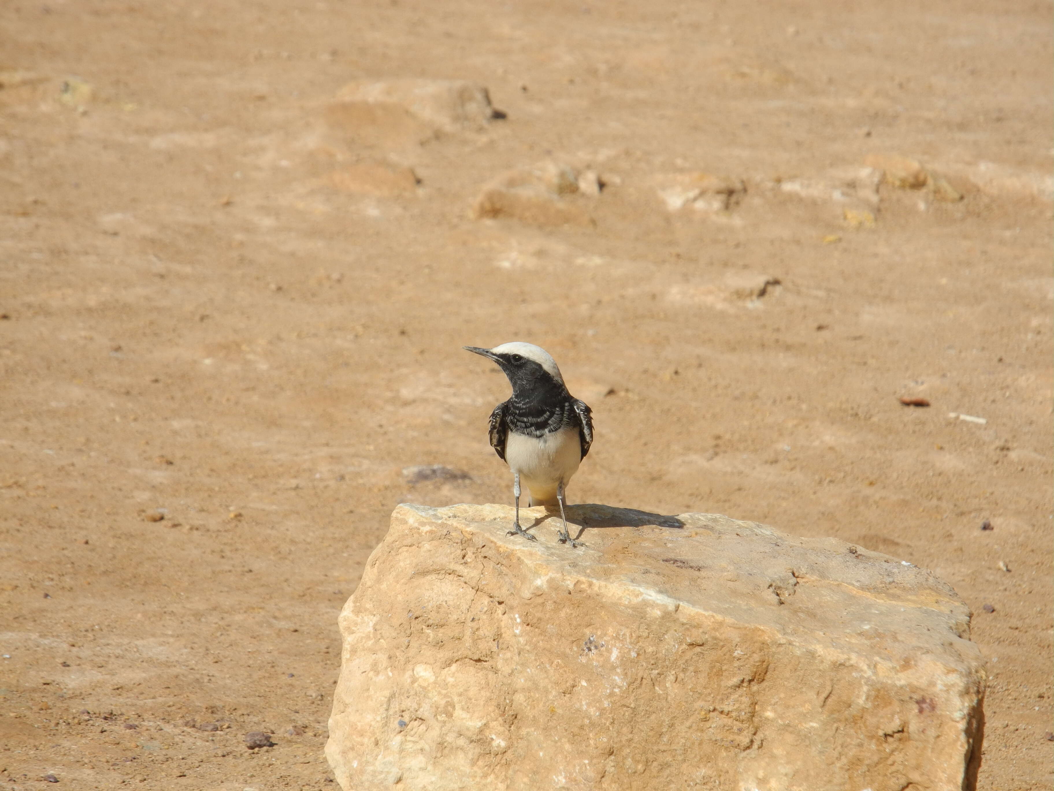 Image of Hooded Wheatear