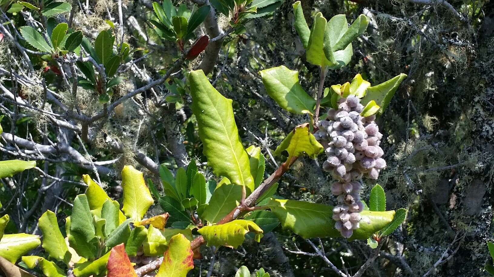 Image de Garrya elliptica Douglas ex Lindl.