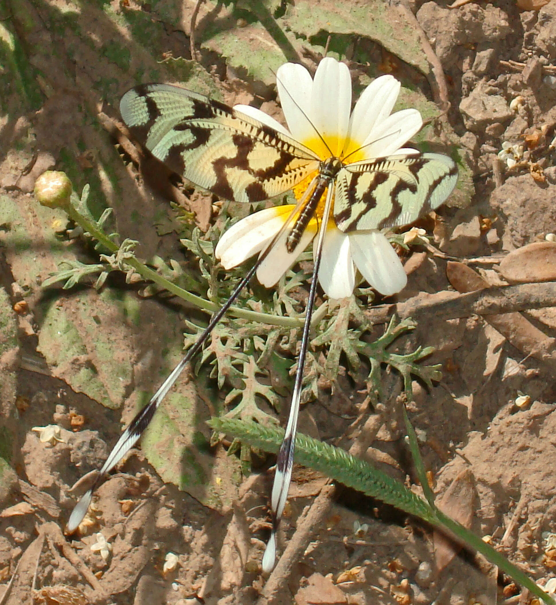 Image de Nemoptera sinuata Olivier 1811