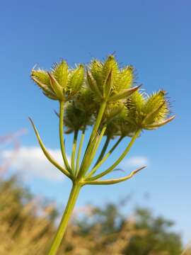 Orlaya grandiflora (L.) Hoffm. resmi