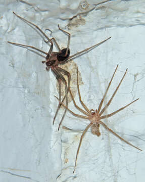 Image of Mediterranean recluse spiderman