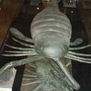 Image de Pterygotidae