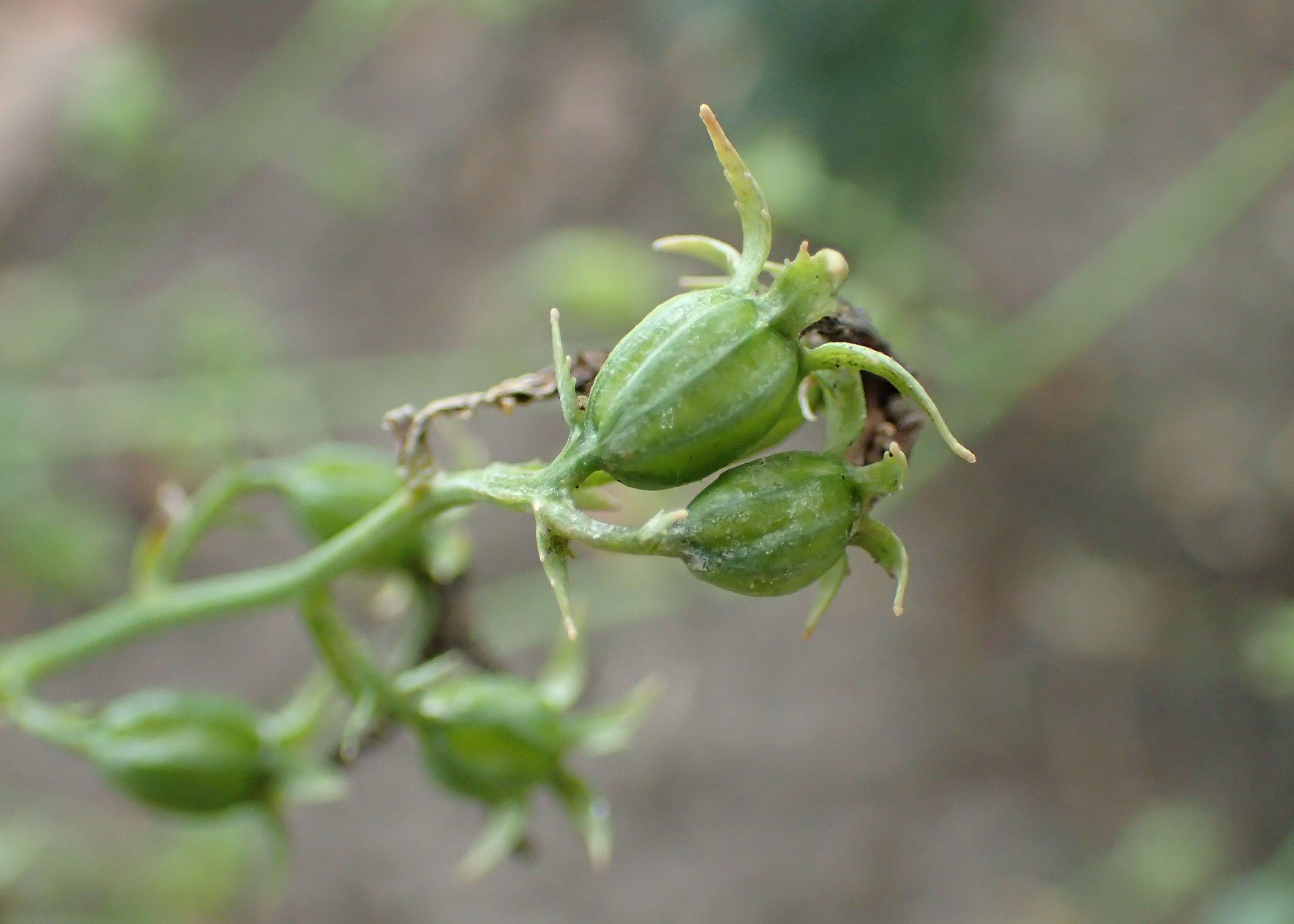 Imagem de Adenophora liliifolia (L.) A. DC.