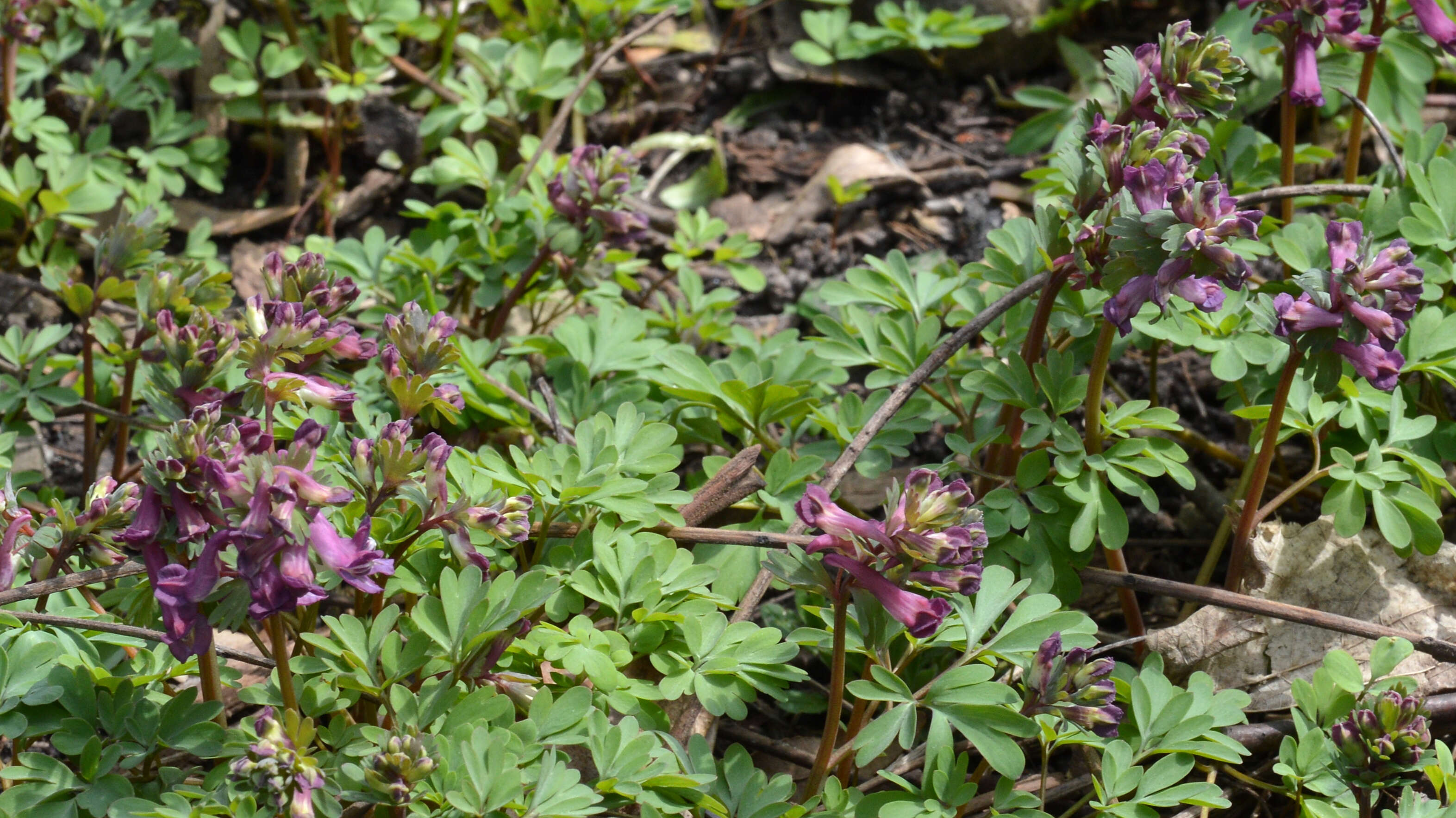 Image of bird-in-a-bush