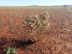 Image of Eremophila reticulata Chinnock