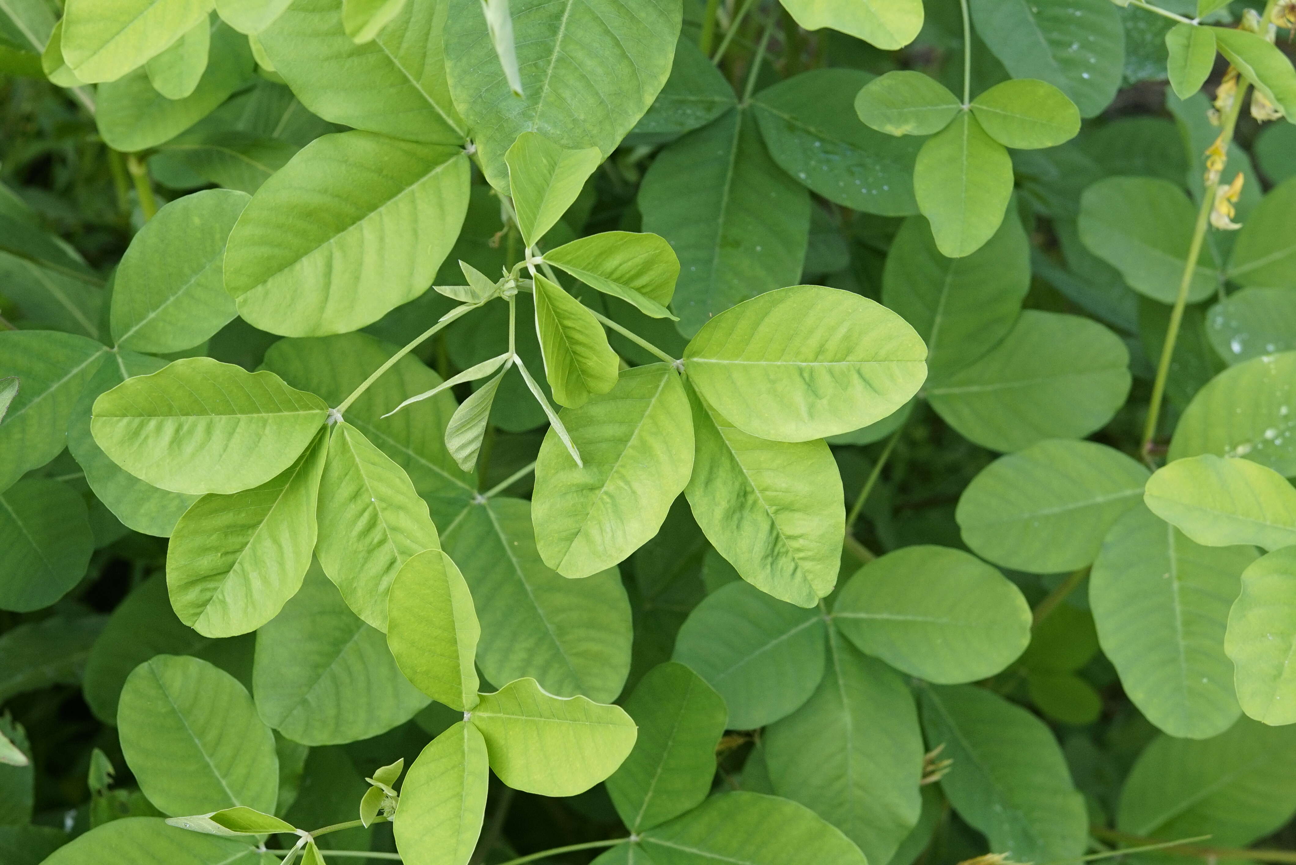 Image of smooth rattlebox