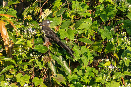 Image of Blue-faced Malkoha