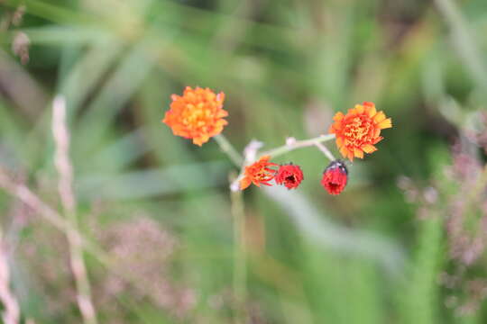 Imagem de Pilosella aurantiaca (L.) Sch. Bip., F. W. Schultz & Sch. Bip.