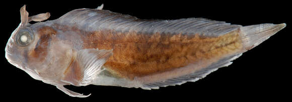 Image of Freckled Blenny