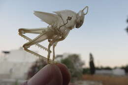 Image of egyptian grasshopper, tree locust