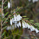 Sivun Leucopogon pendulus R. Br. kuva