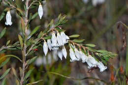 Sivun Leucopogon pendulus R. Br. kuva