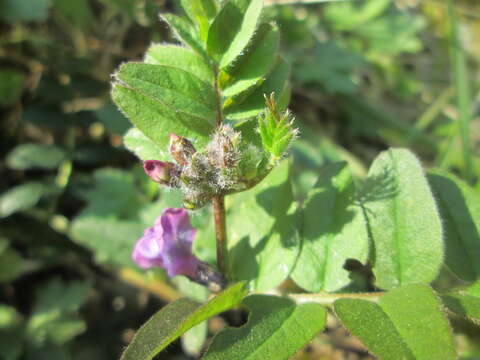 Image of bush vetch