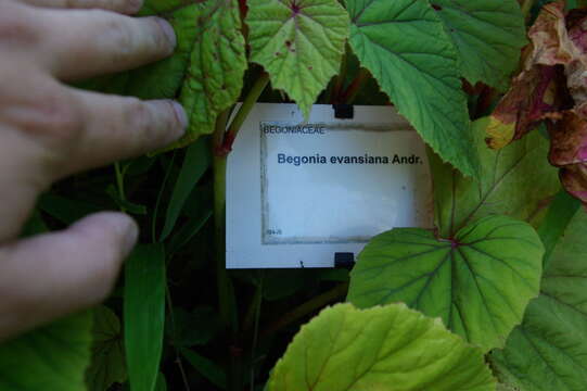 Image of hardy begonia