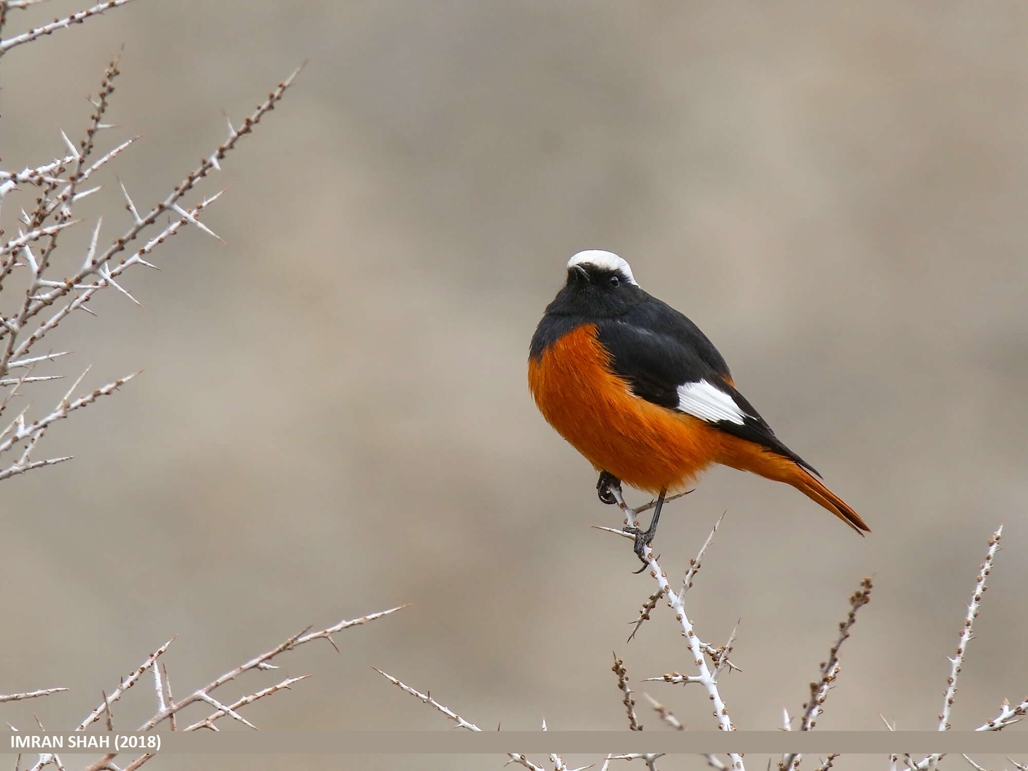 Image of Güldenstädt's Redstart