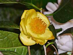 Imagem de Camellia euphlebia Merr. ex Sealy