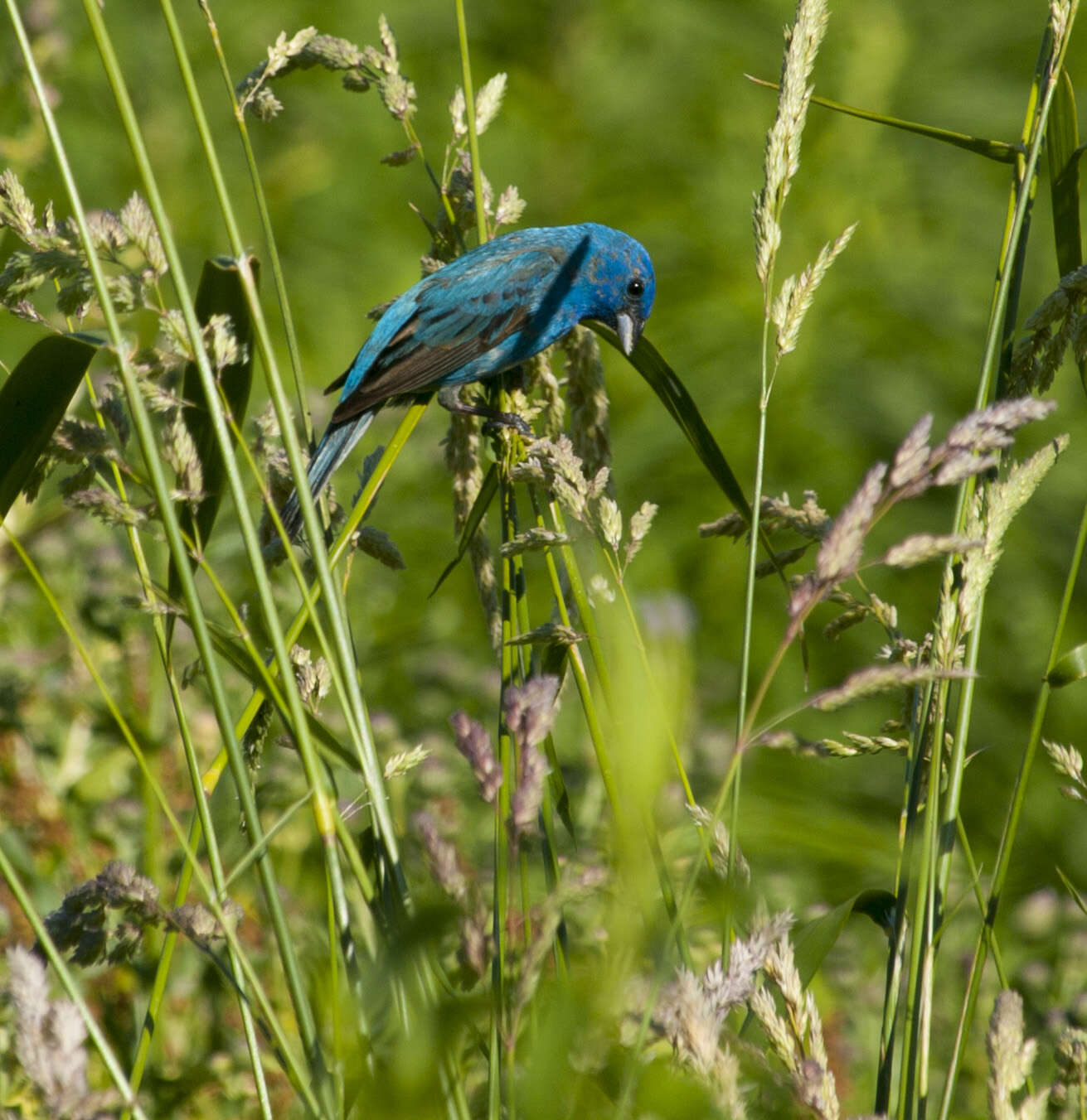 Image of Indigo Bunting