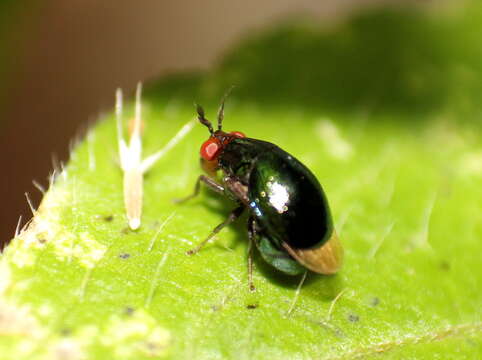 Image of beetle flies