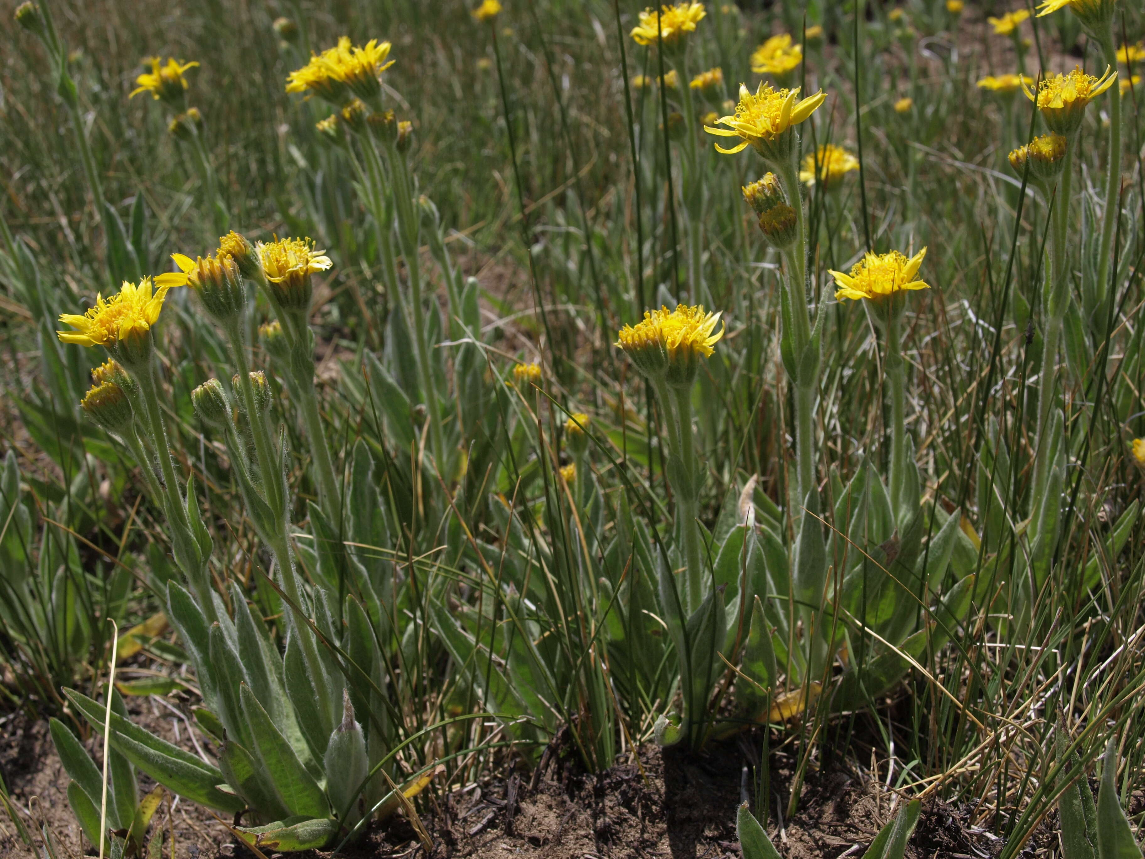 Arnica chamissonis Less. resmi