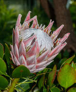 Imagem de Protea cynaroides (L.) L.