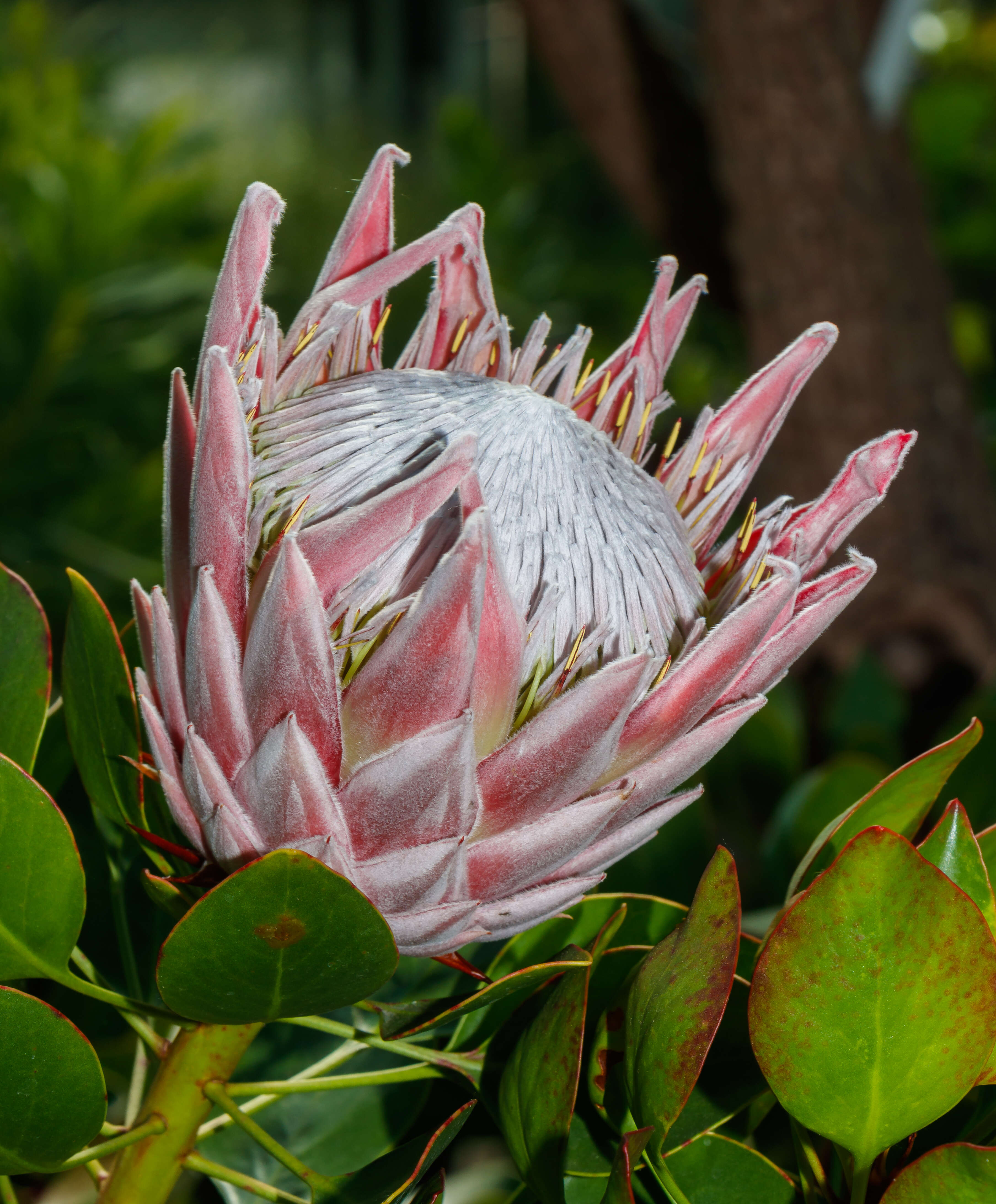 Imagem de Protea cynaroides (L.) L.