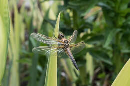 Image of Four-spotted Chaser